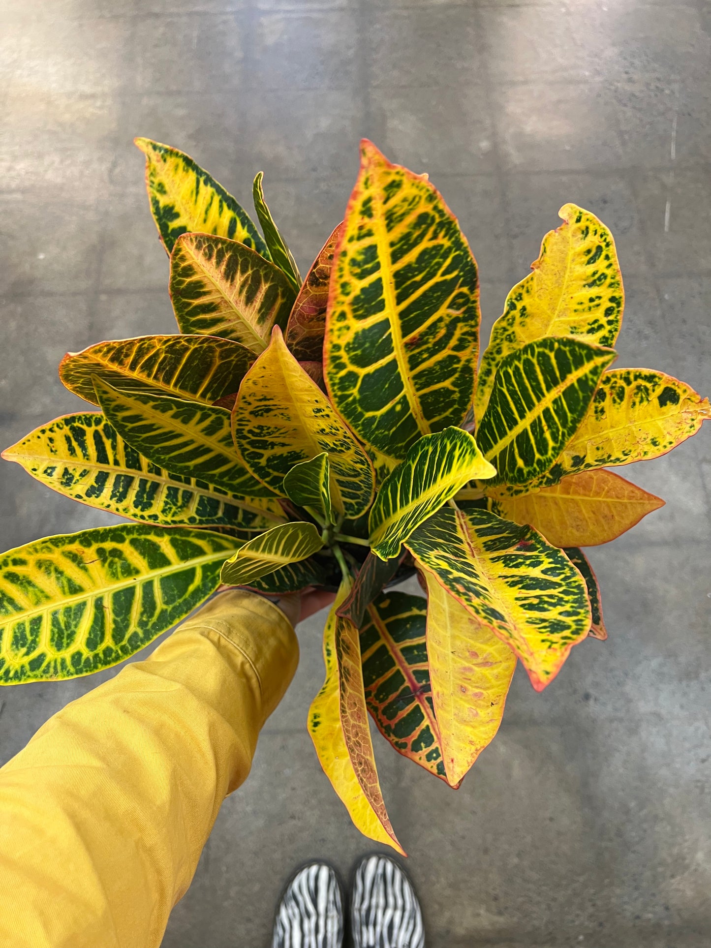 Croton Petra