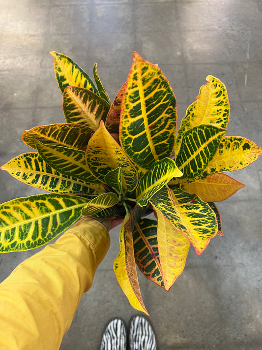 Croton Petra