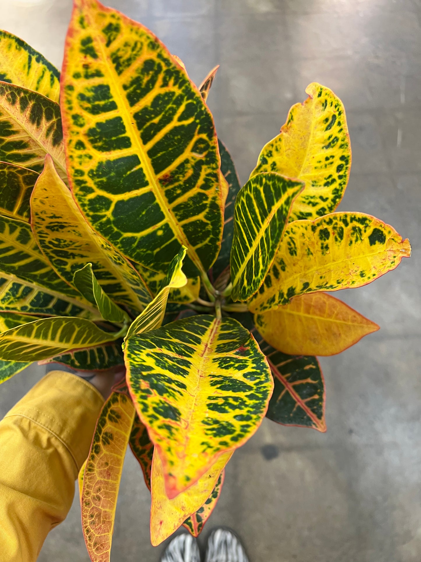 Croton Petra