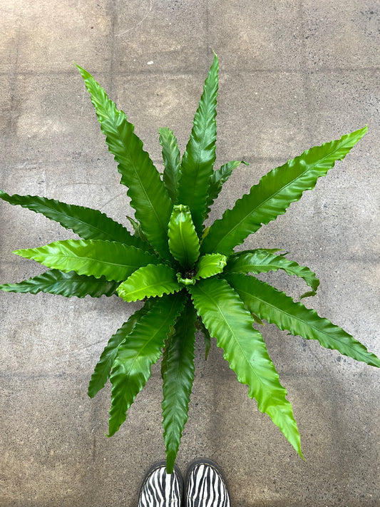 Fern Asplenium Birdnest