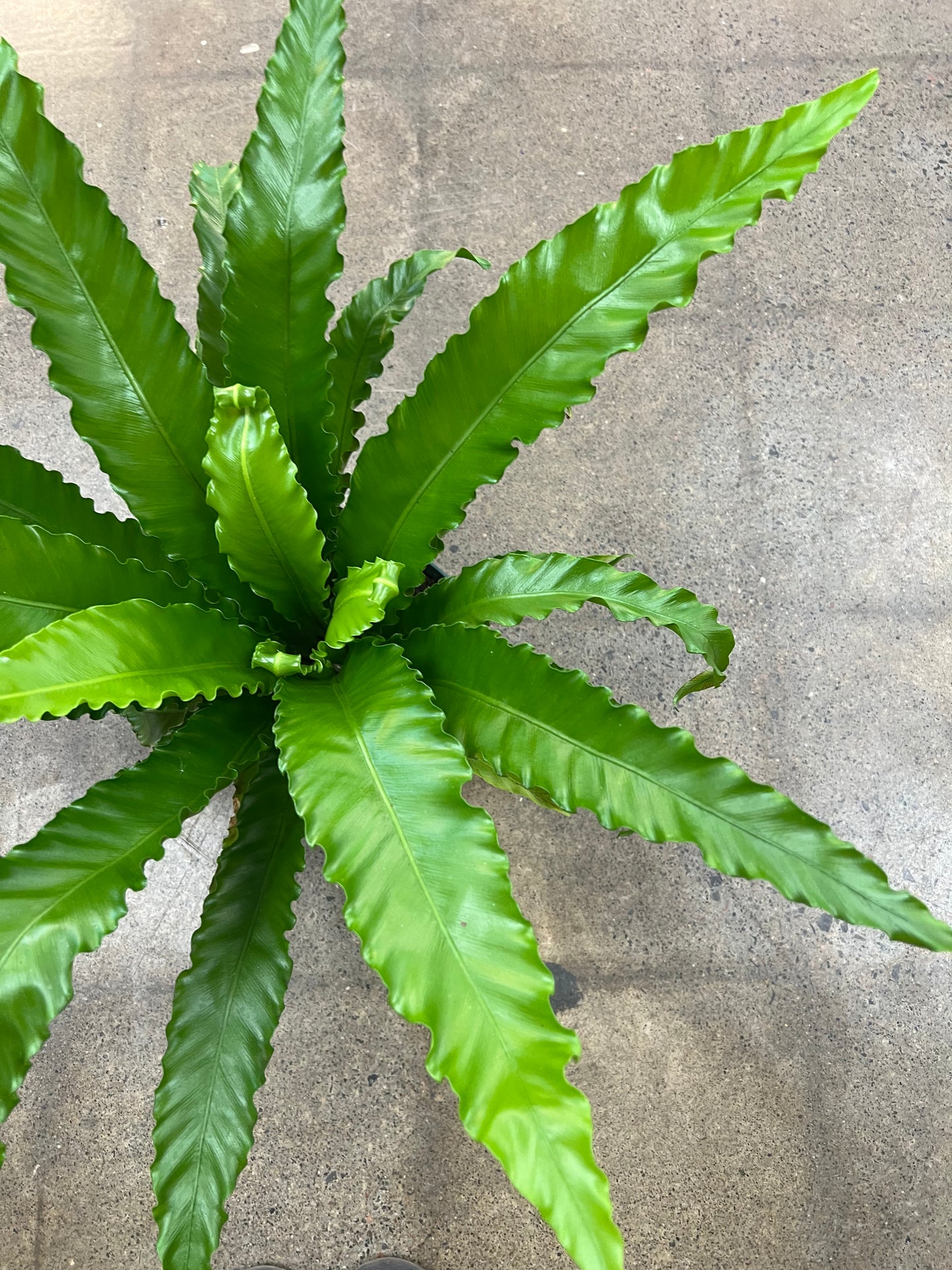 Fern Asplenium Birdnest