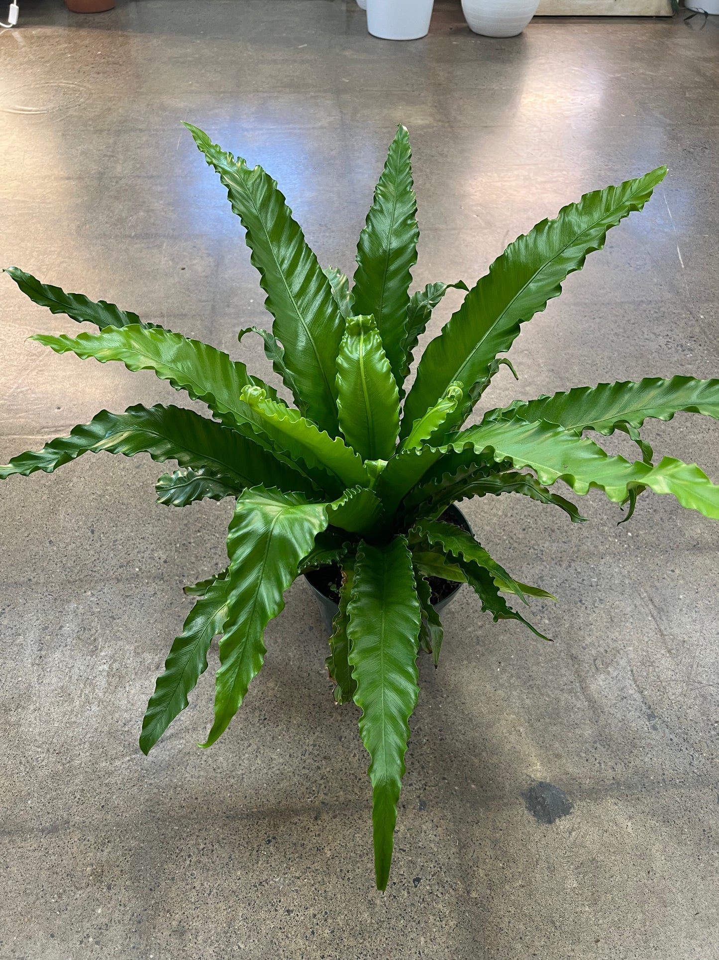 Fern Asplenium Birdnest
