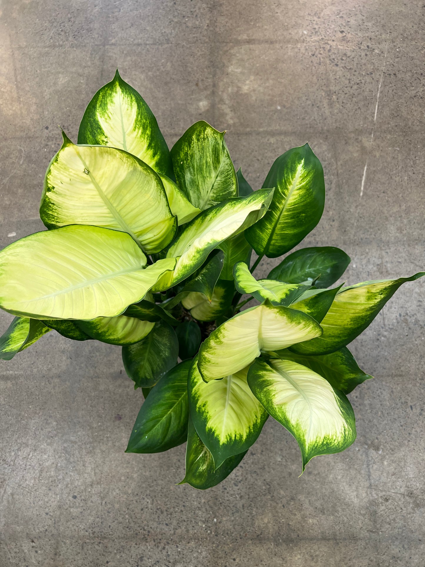 Dieffenbachia Tropic Marianne