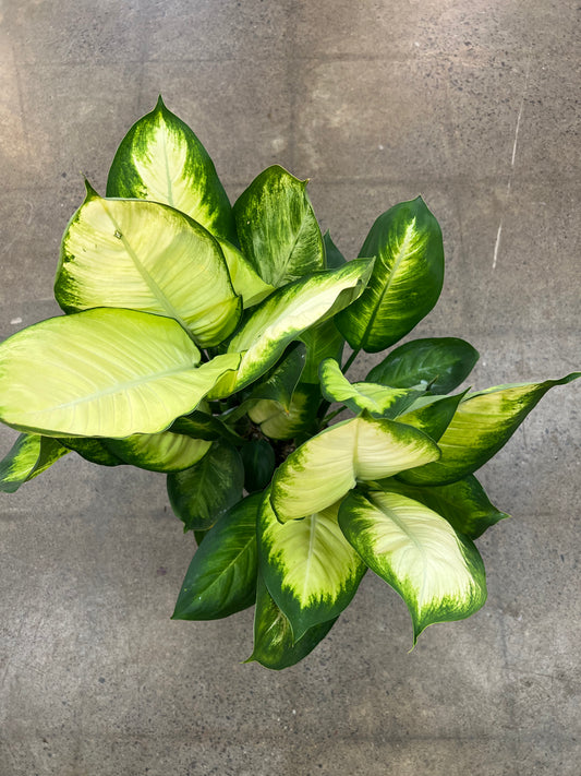 Dieffenbachia Tropic Marianne