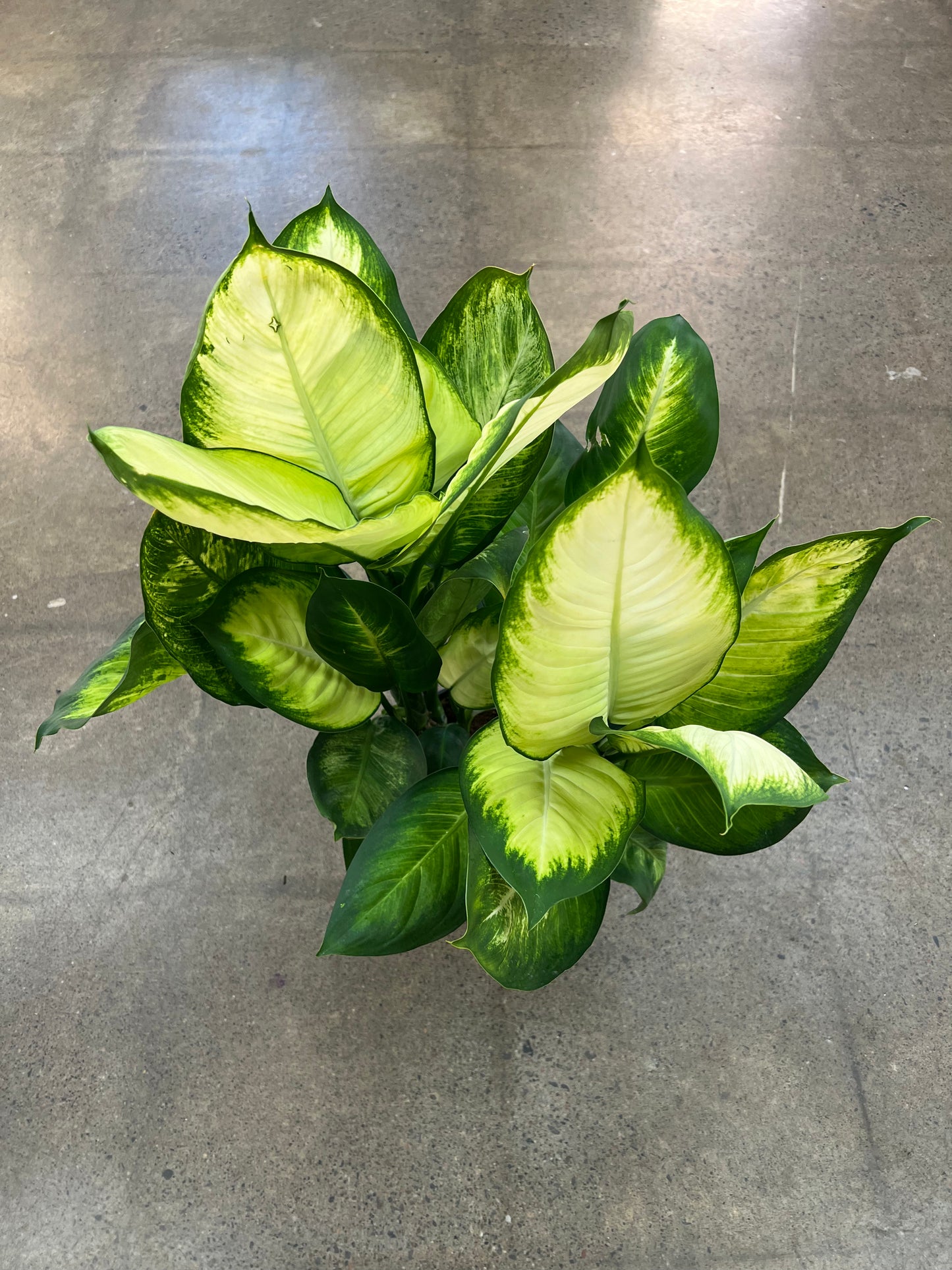 Dieffenbachia Tropic Marianne