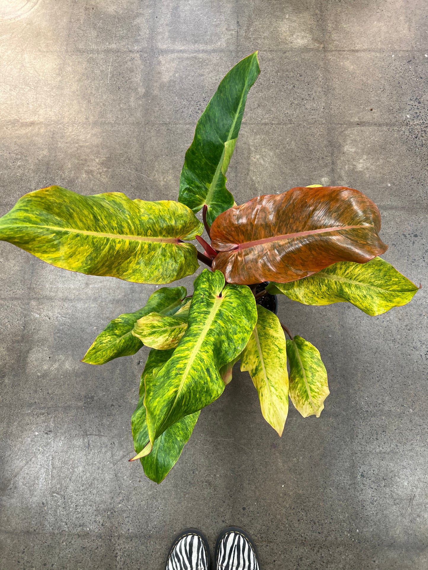 Philodendron Orange Marmalade