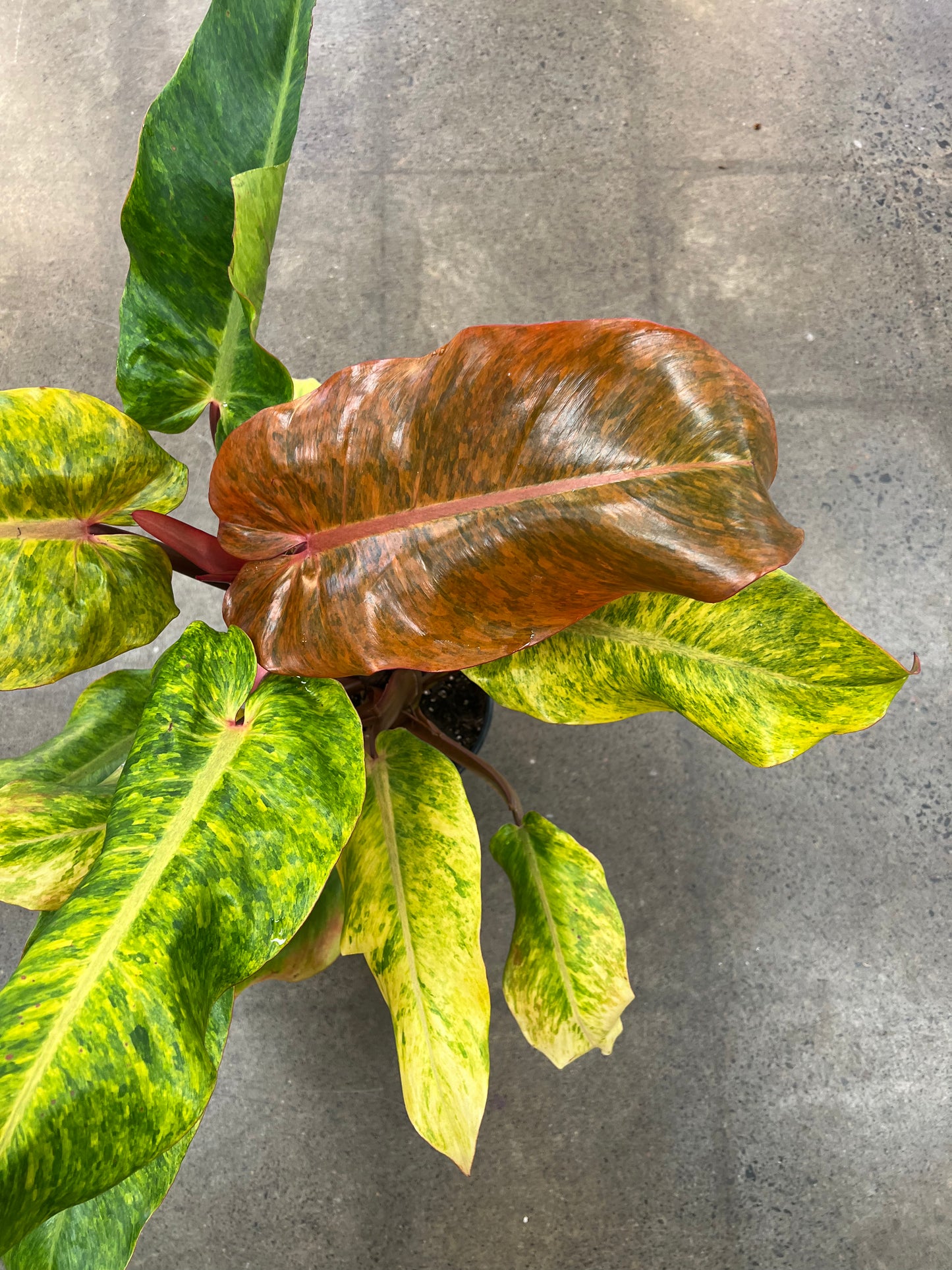 Philodendron Orange Marmalade