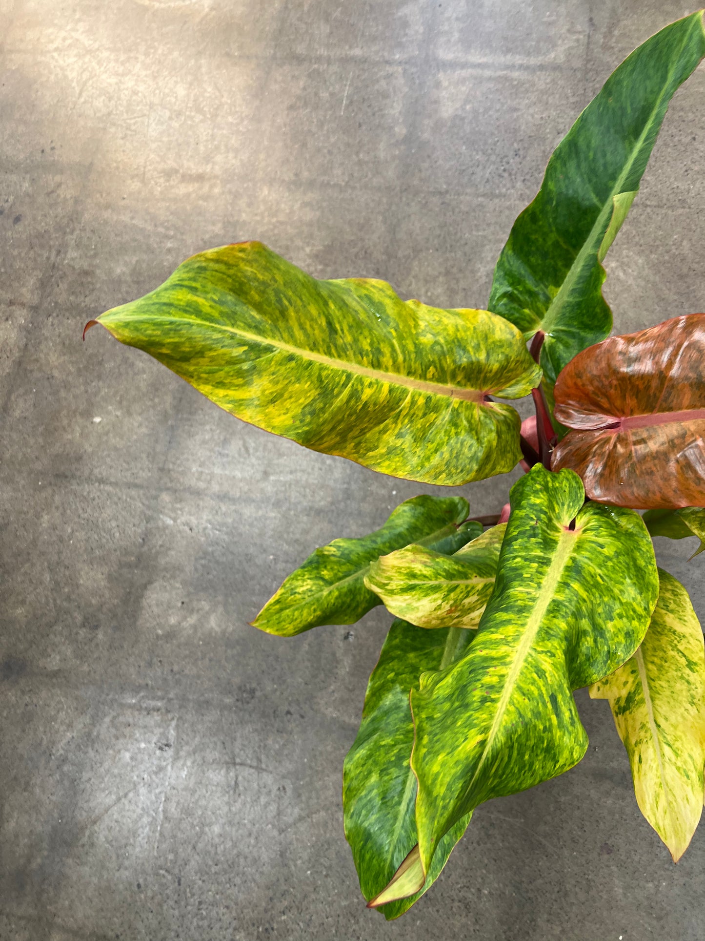 Philodendron Orange Marmalade