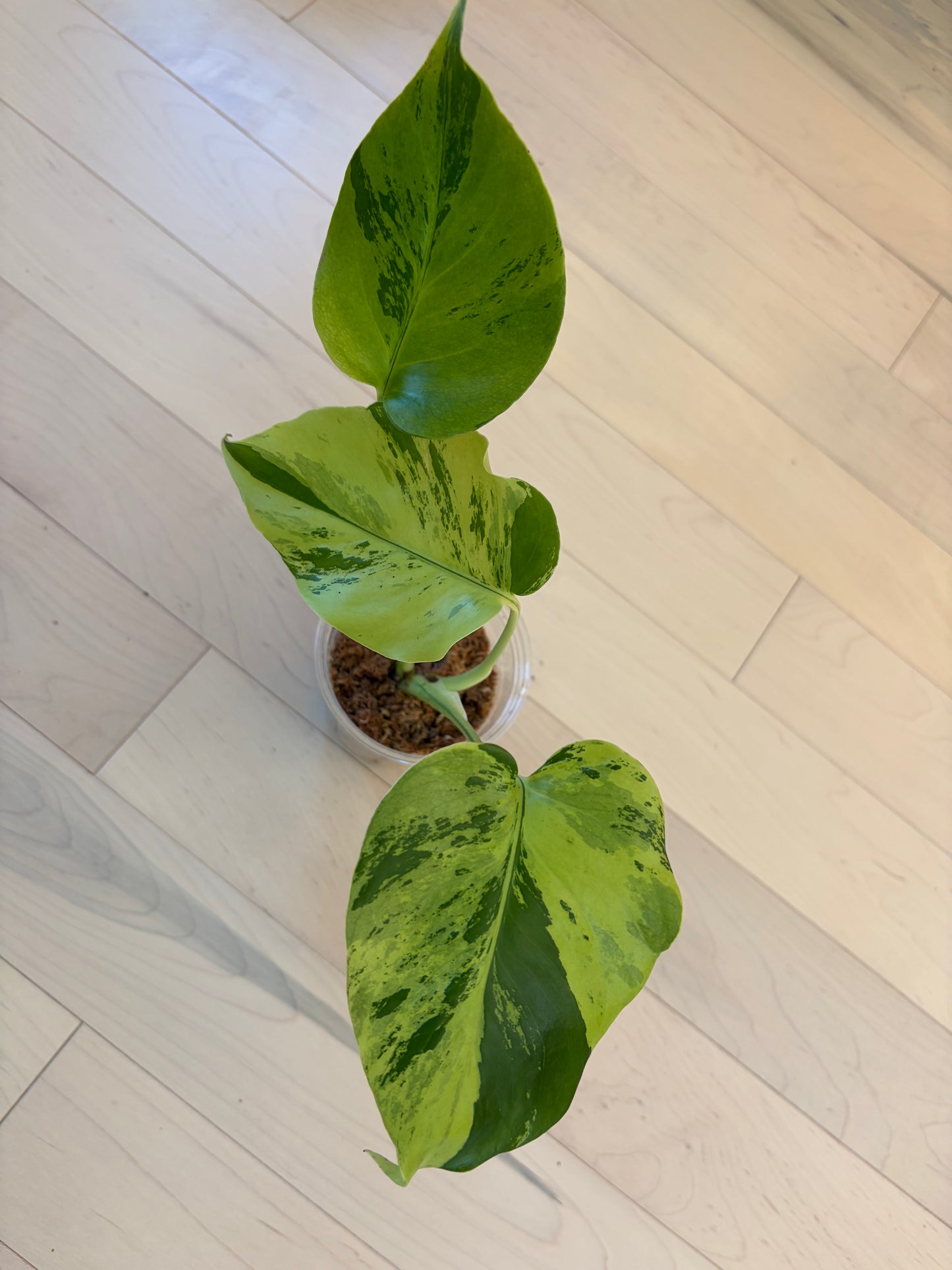 Monstera Light Lime #1