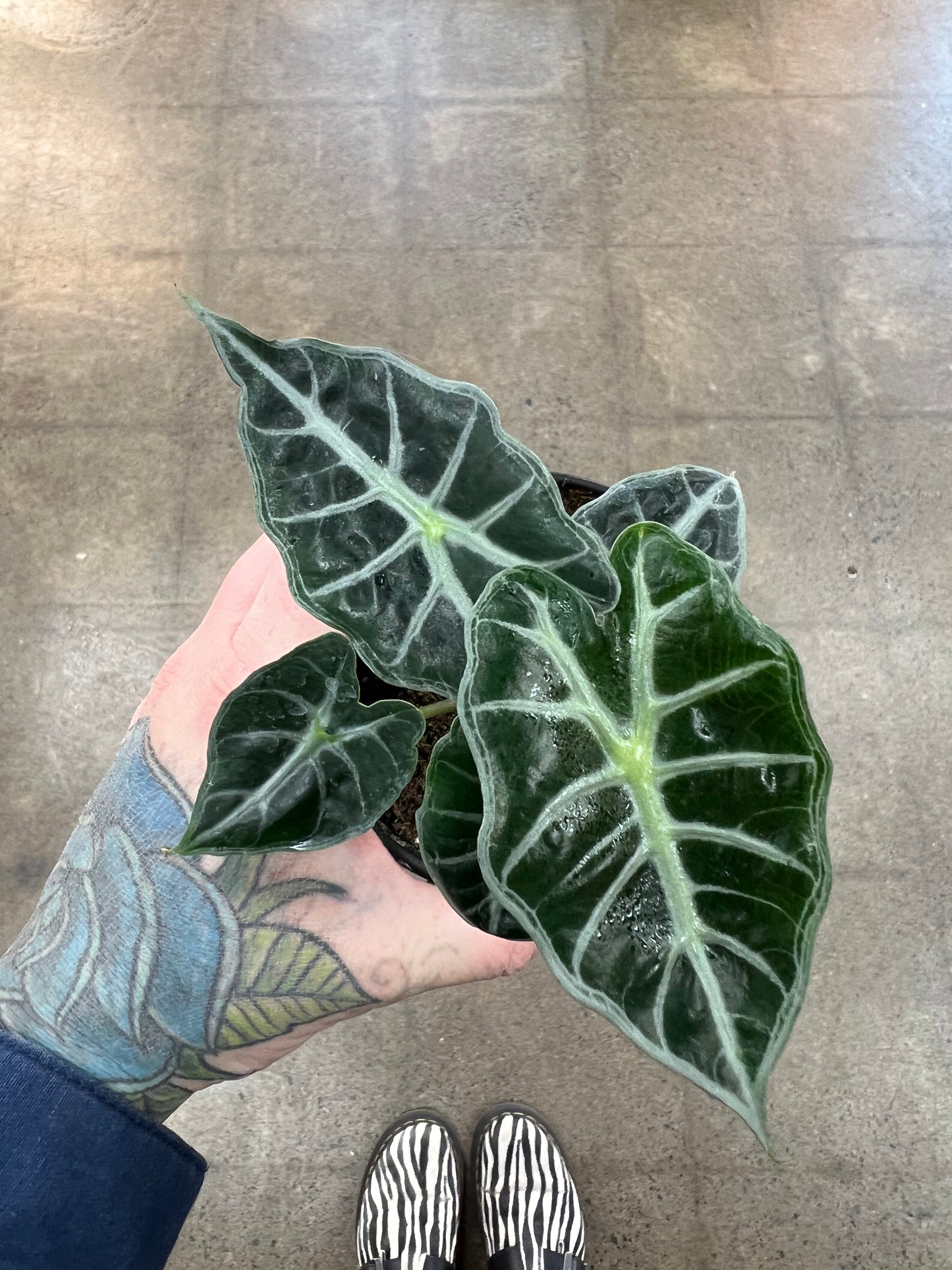 Alocasia Mandalay