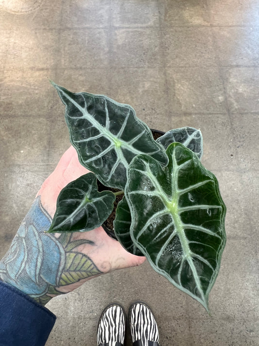 Alocasia Mandalay