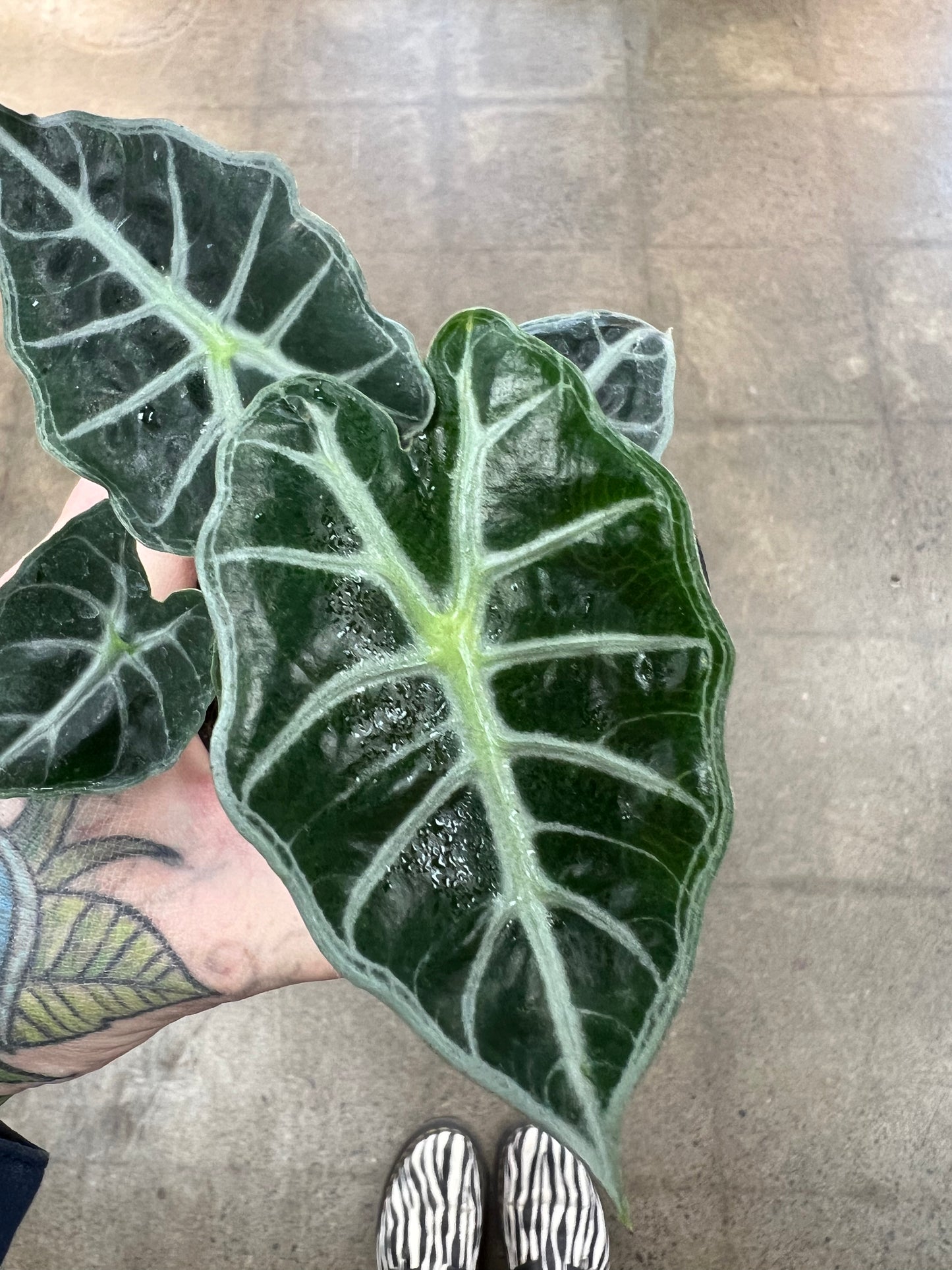 Alocasia Mandalay