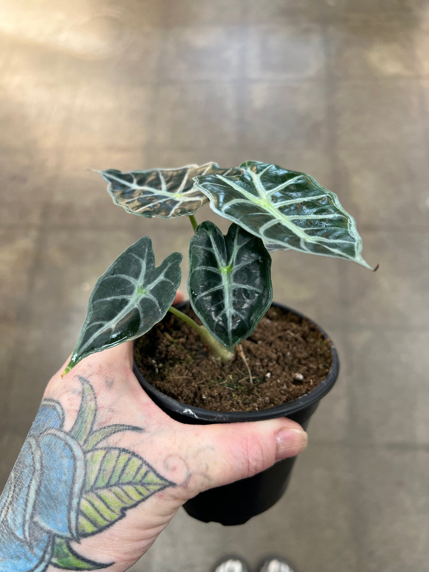 Alocasia Mandalay