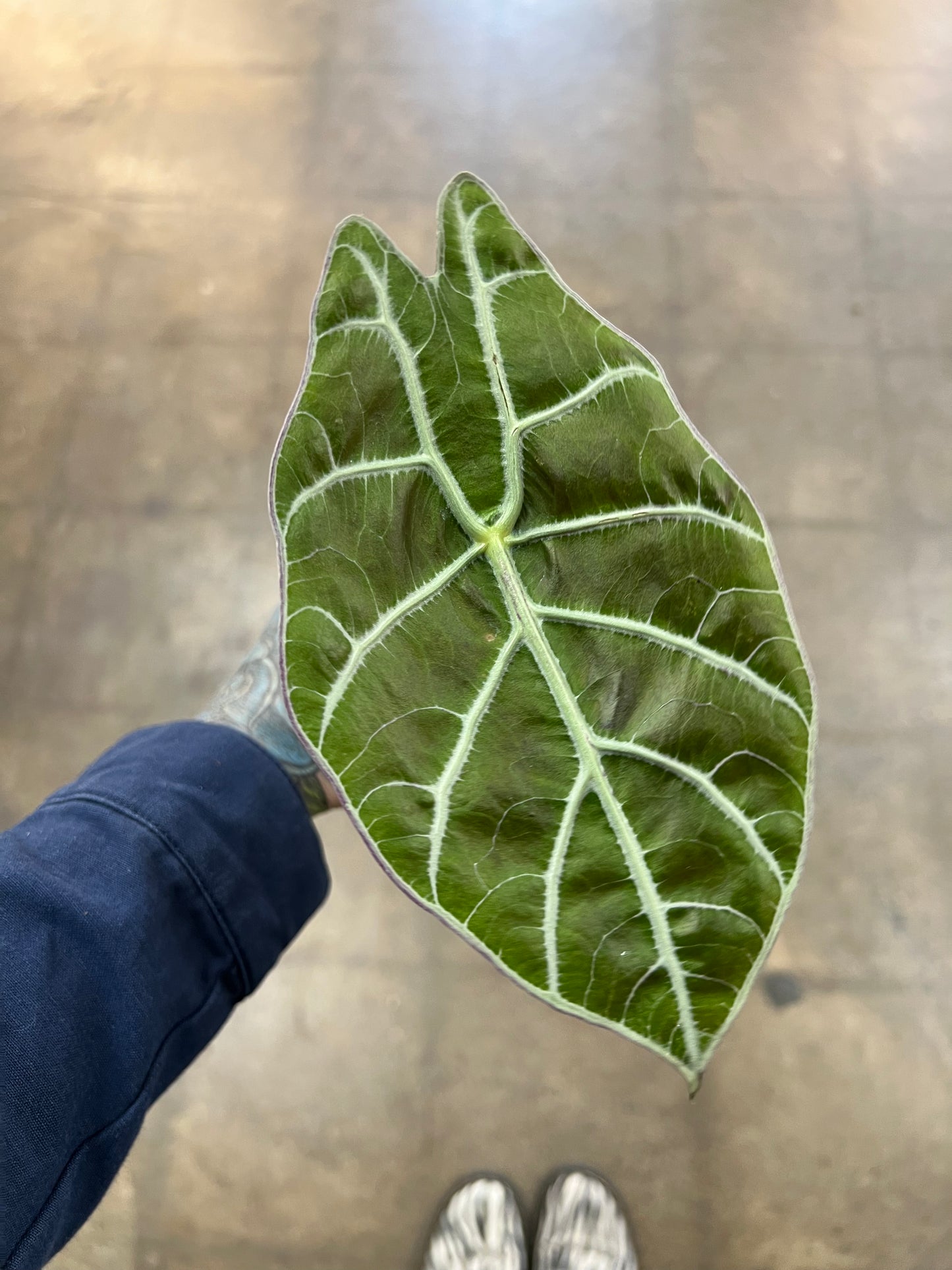 Alocasia Watsoniana Wrinkle