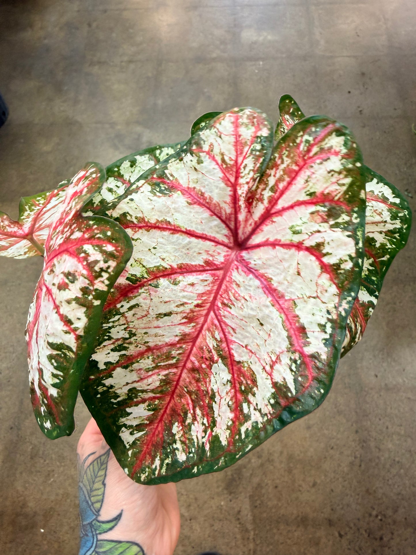 Caladium Tapestry