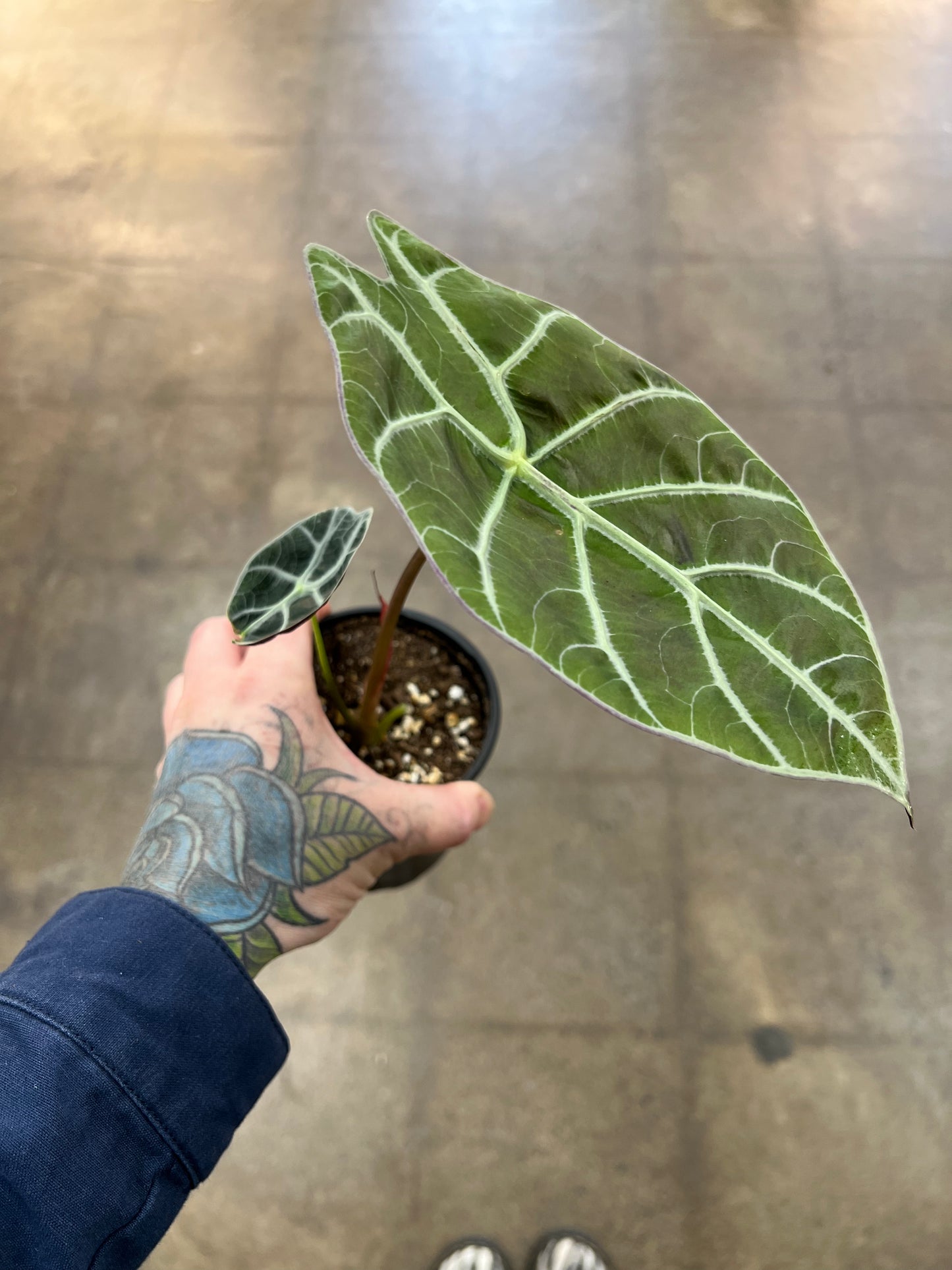 Alocasia Watsoniana Wrinkle