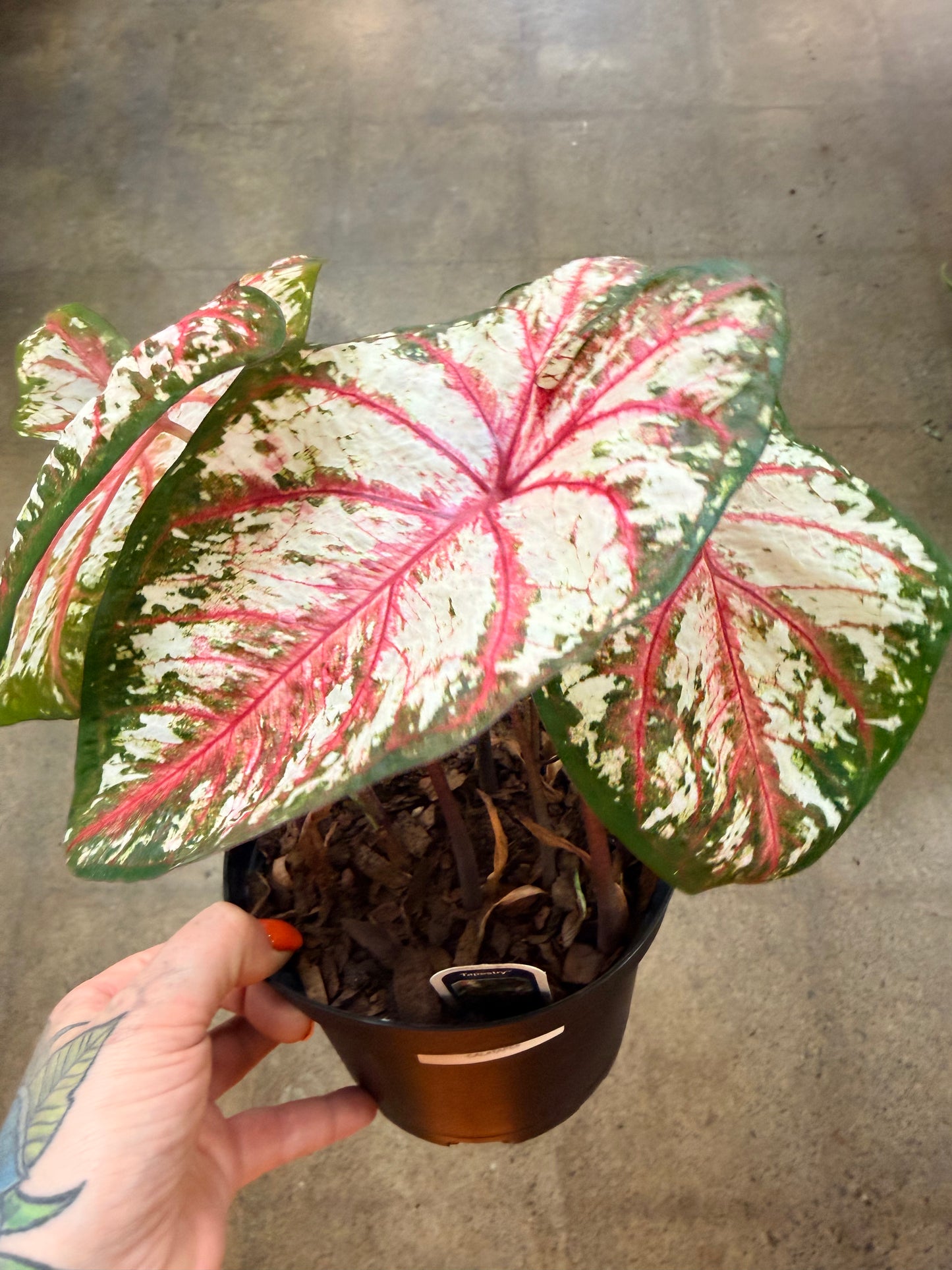 Caladium Tapestry