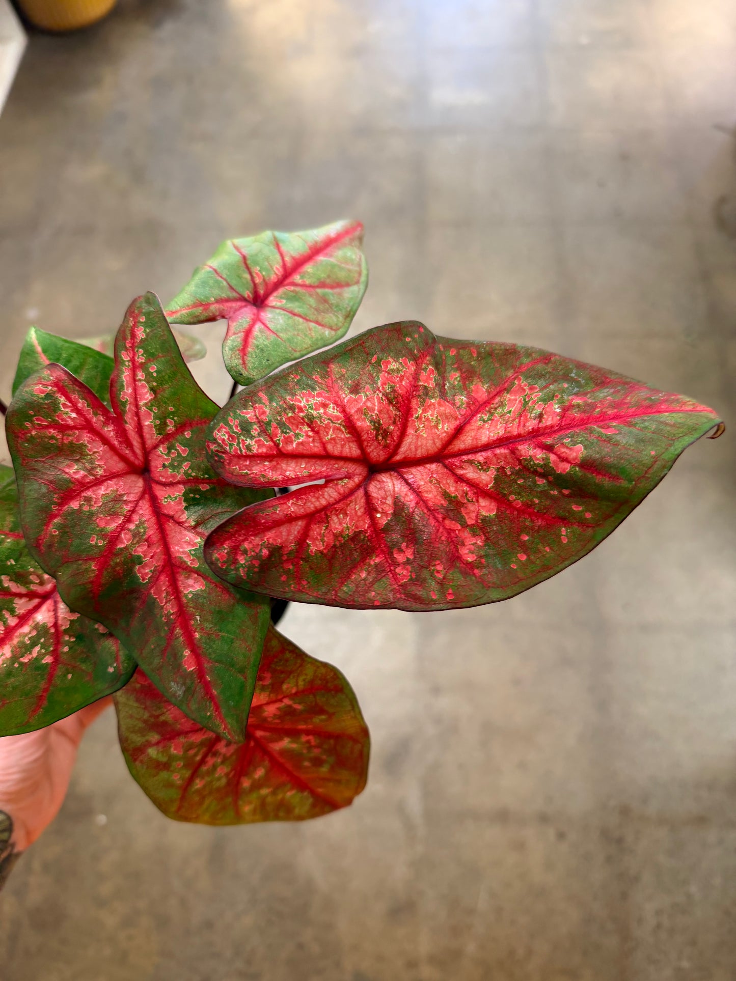 Caladium Lava Glow