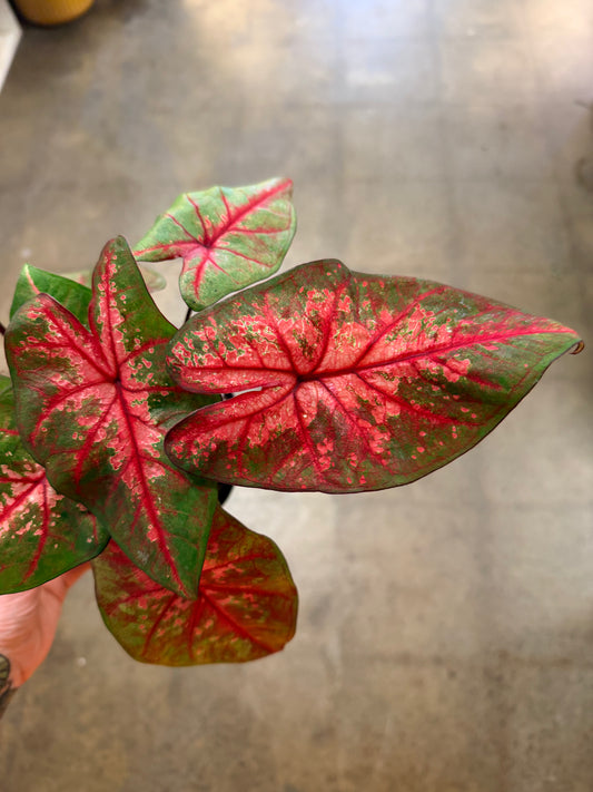 Caladium Lava Glow