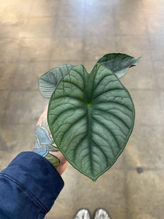 Alocasia Silver Nebula