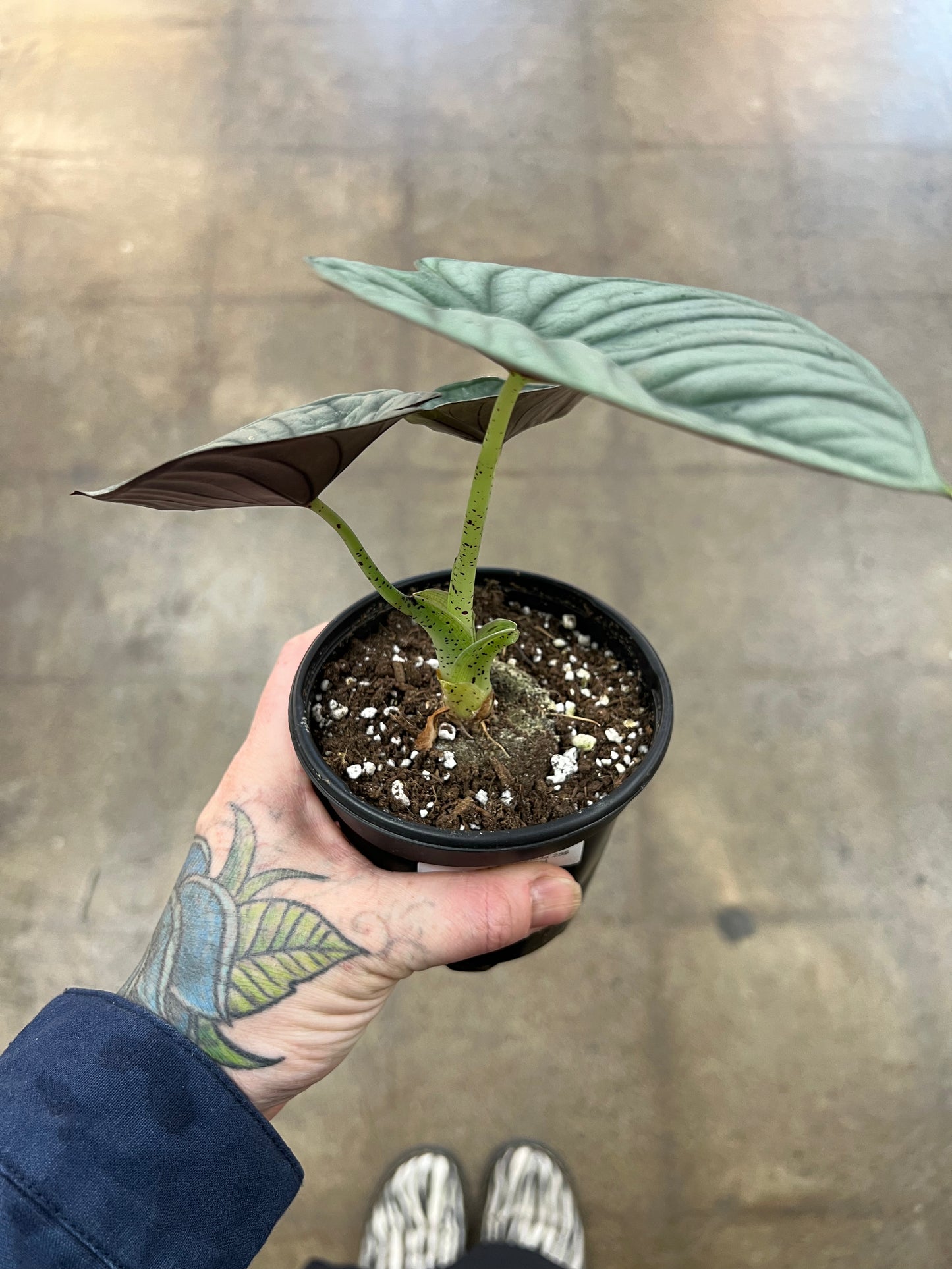 Alocasia Silver Nebula