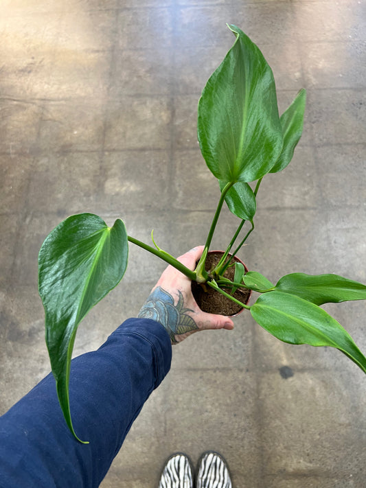 Monstera Burle Marx Flame