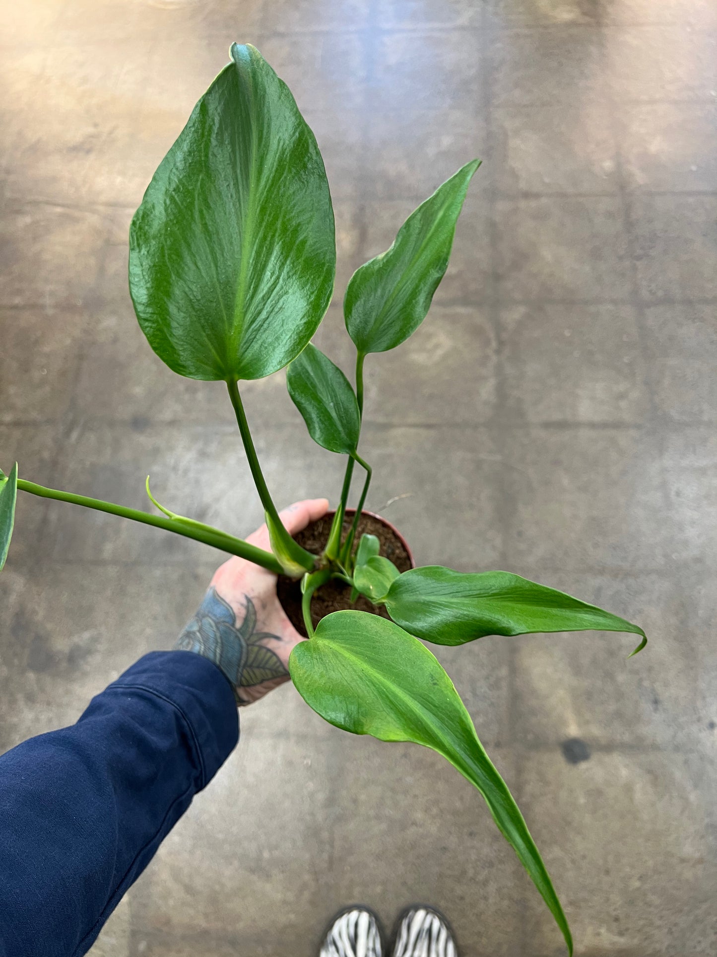 Monstera Burle Marx Flame