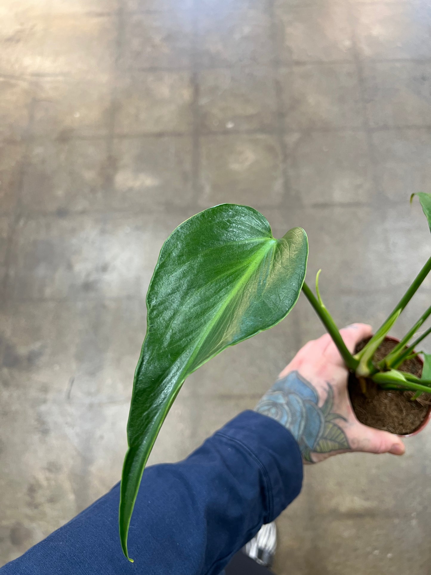 Monstera Burle Marx Flame