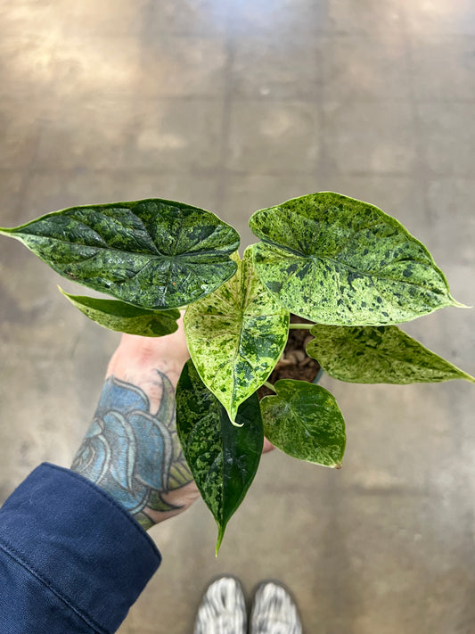Alocasia Dragon Scale Mint Variegata