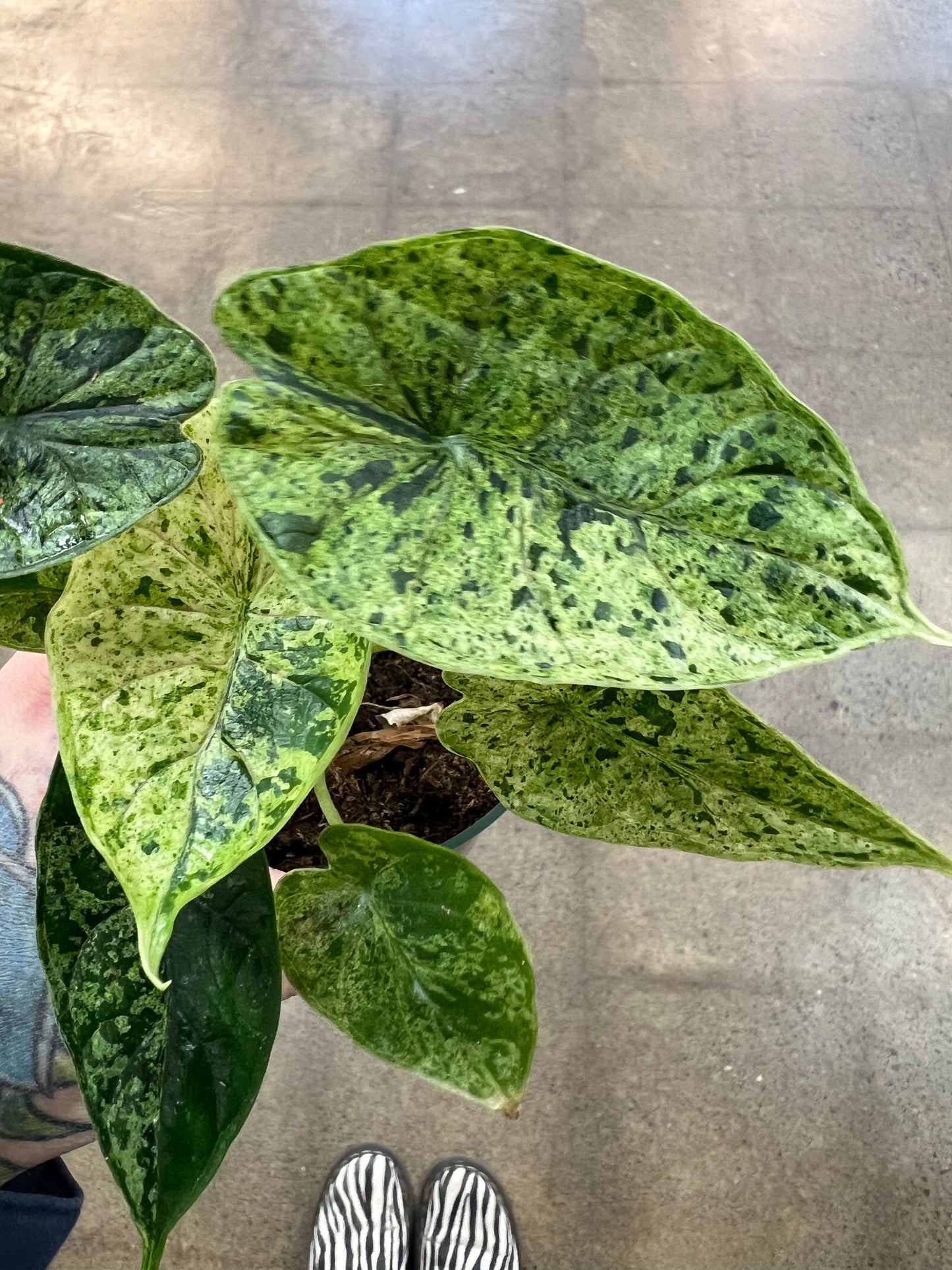 Alocasia Dragon Scale Mint Variegata