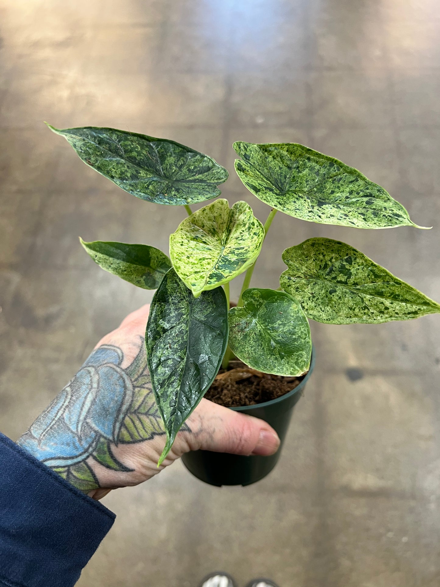 Alocasia Dragon Scale Mint Variegata