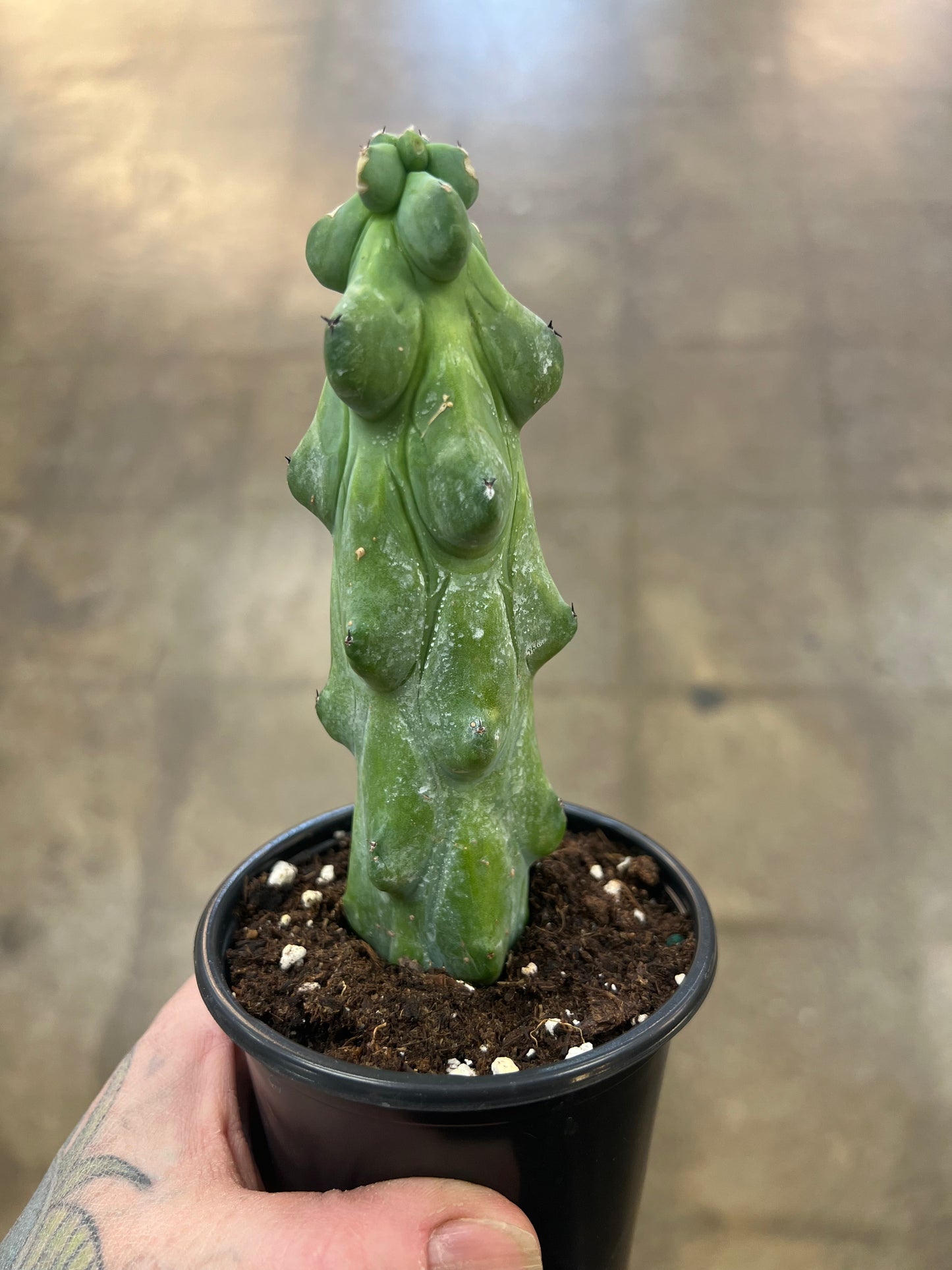 Cactus Boobie