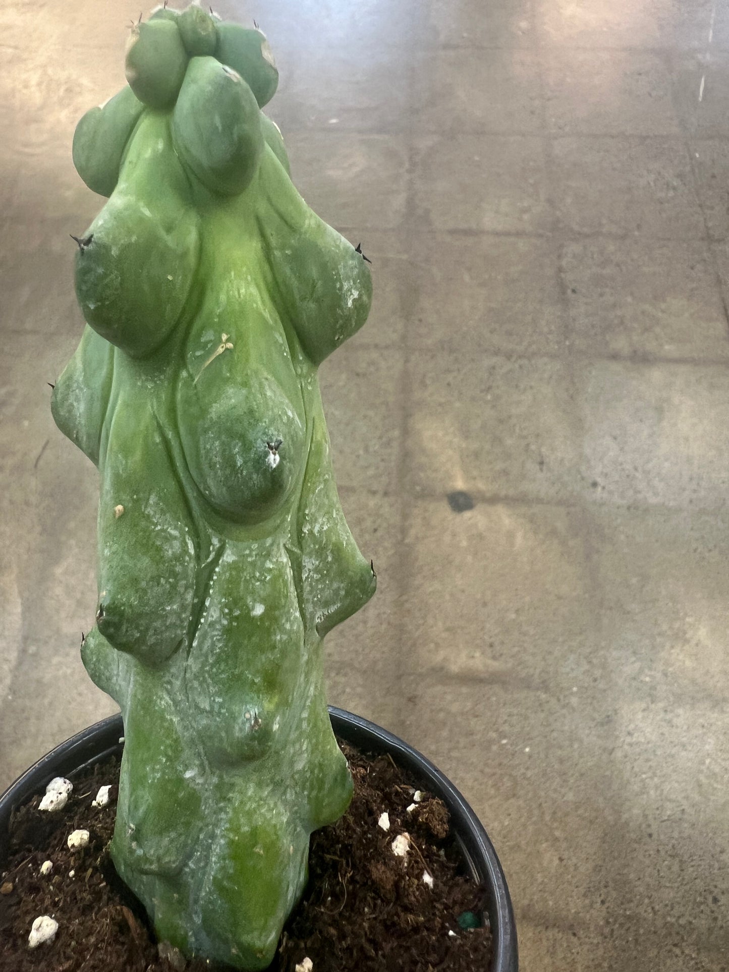 Cactus Boobie