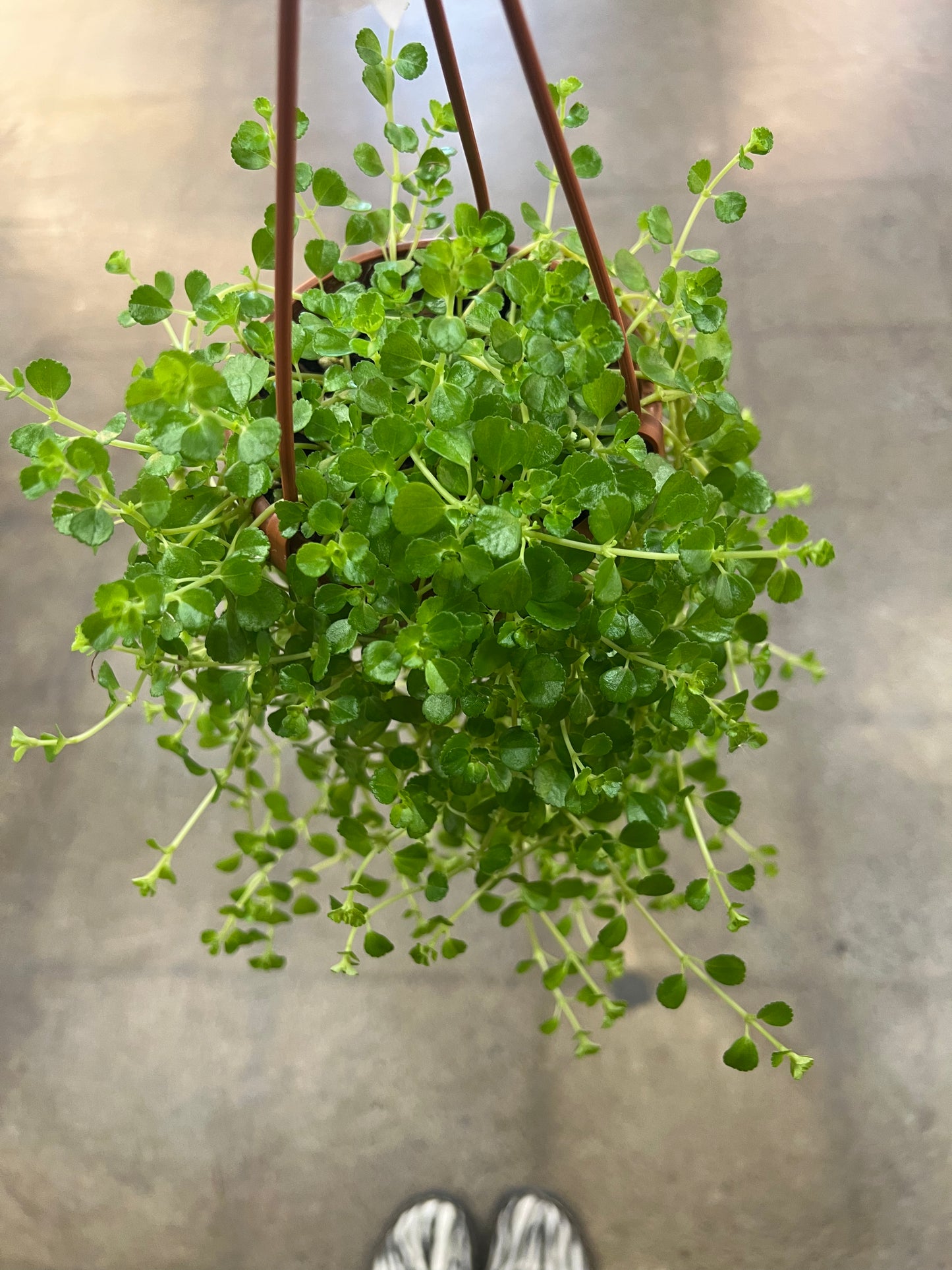 Pilea Depressa