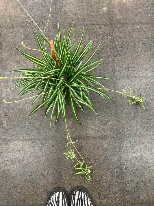 Chlorophytum Comosum Atlantic