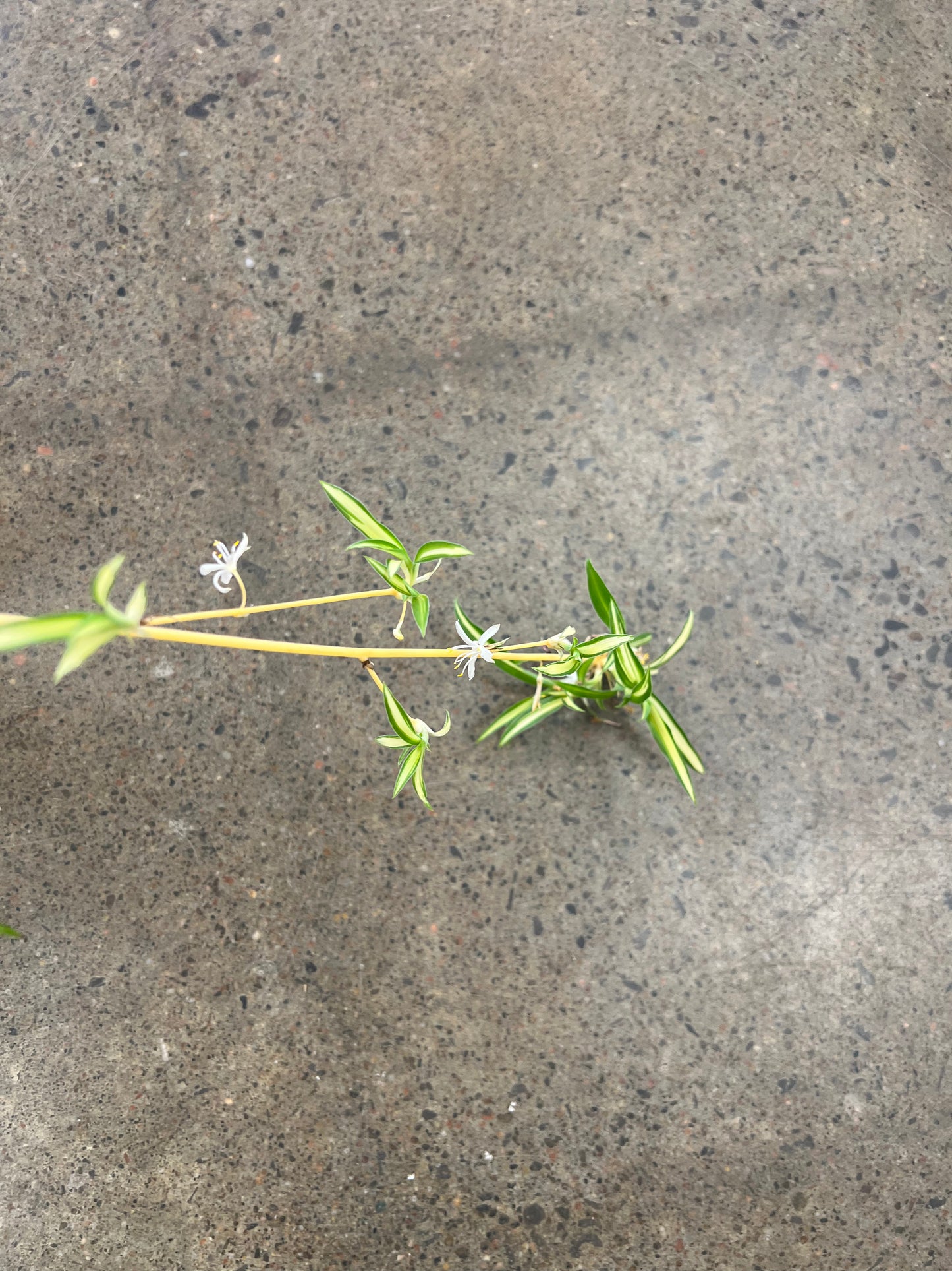 Chlorophytum Comosum Atlantic