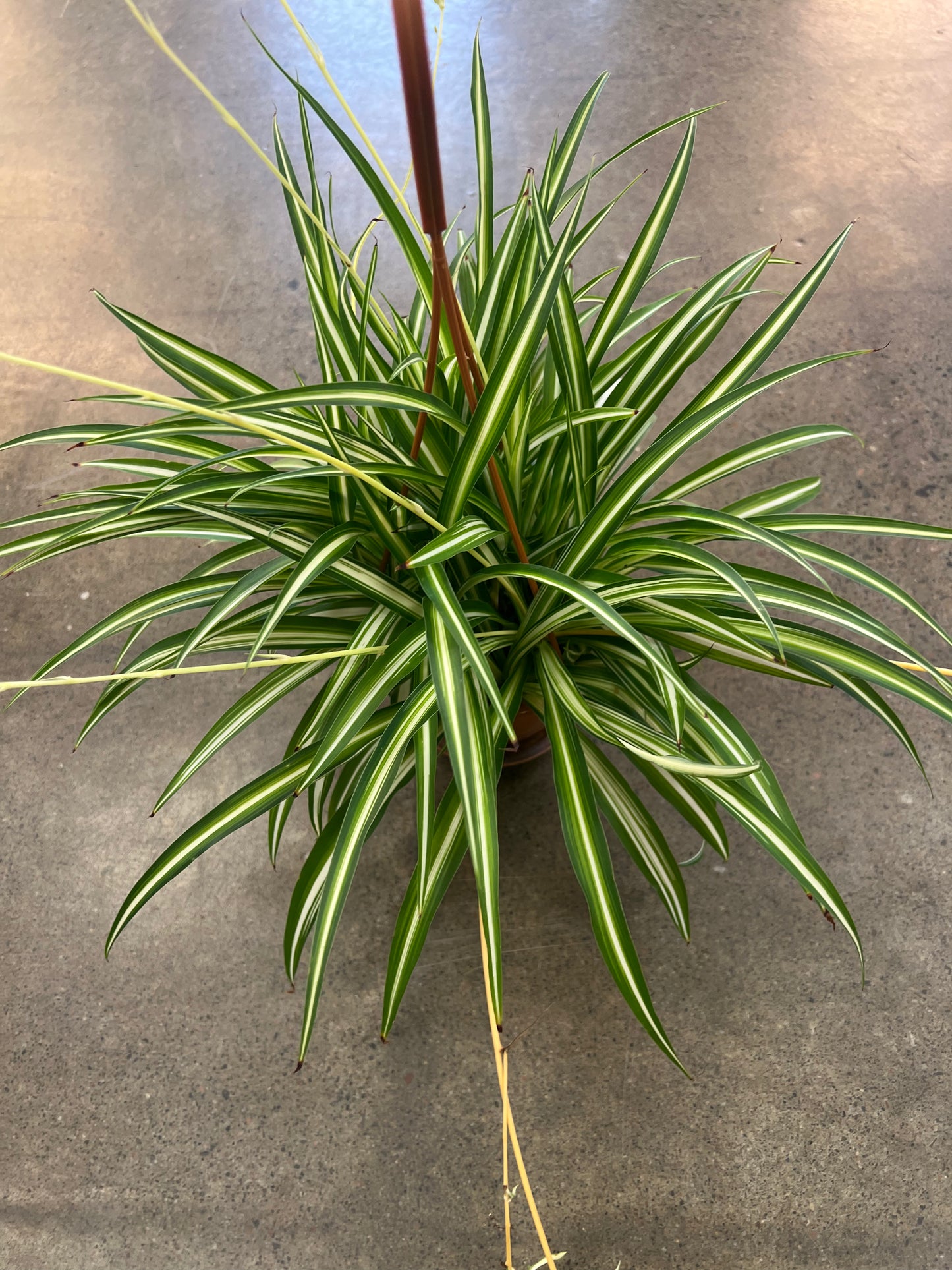 Chlorophytum Comosum Atlantic