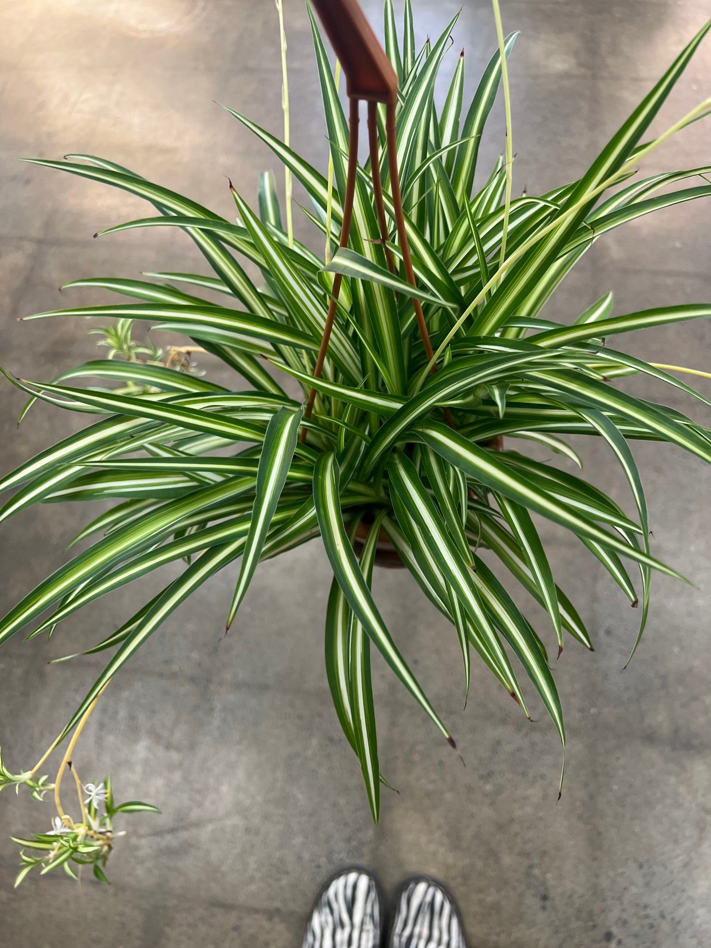 Chlorophytum Comosum Atlantic