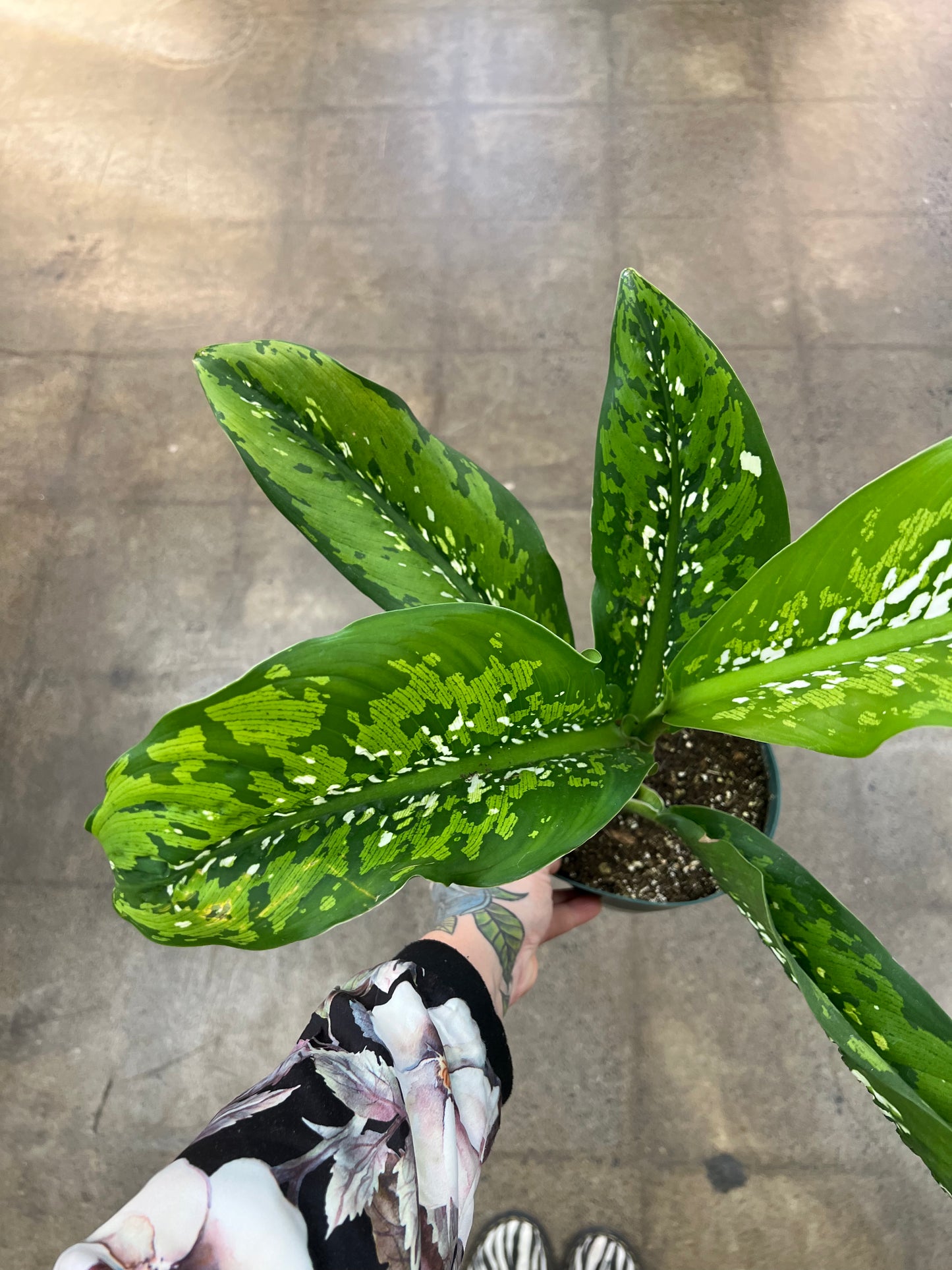 Diffenbachia Crocodile