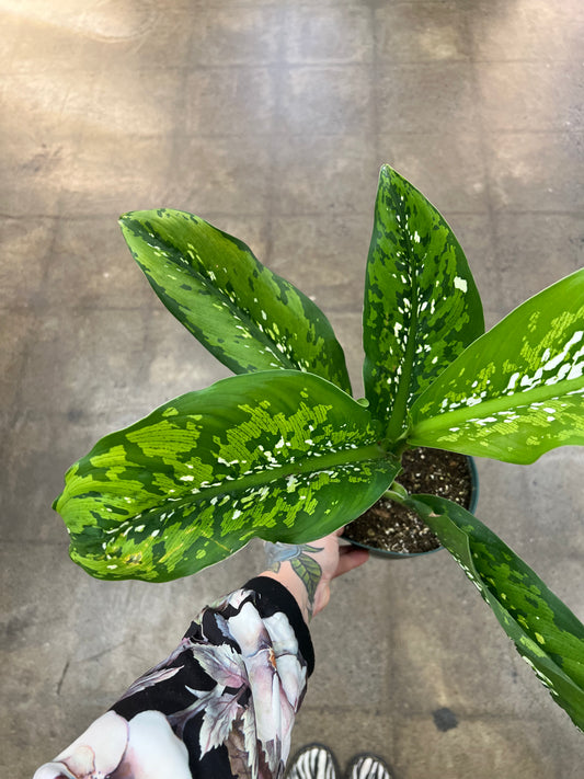 Diffenbachia Crocodile