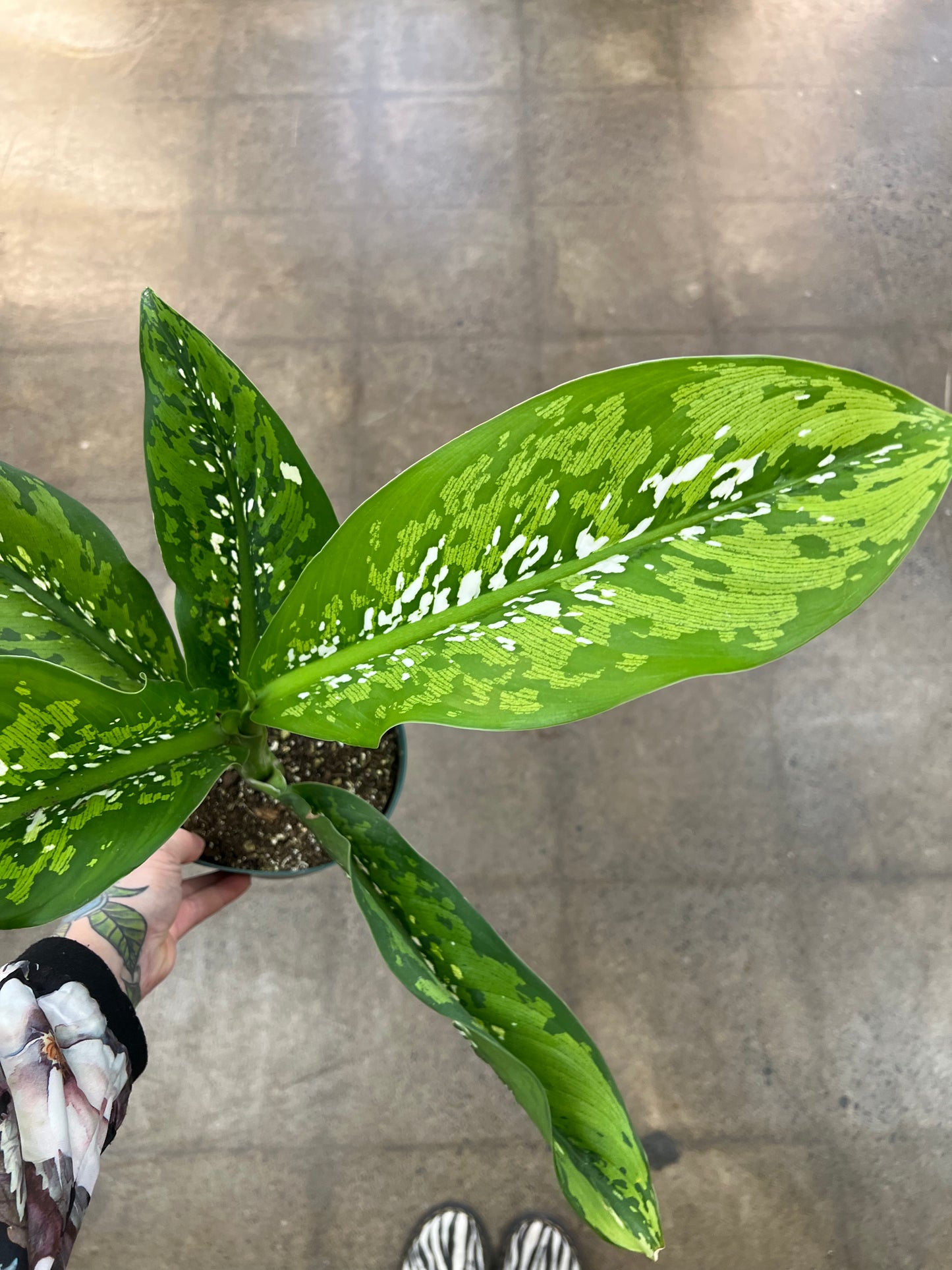 Diffenbachia Crocodile