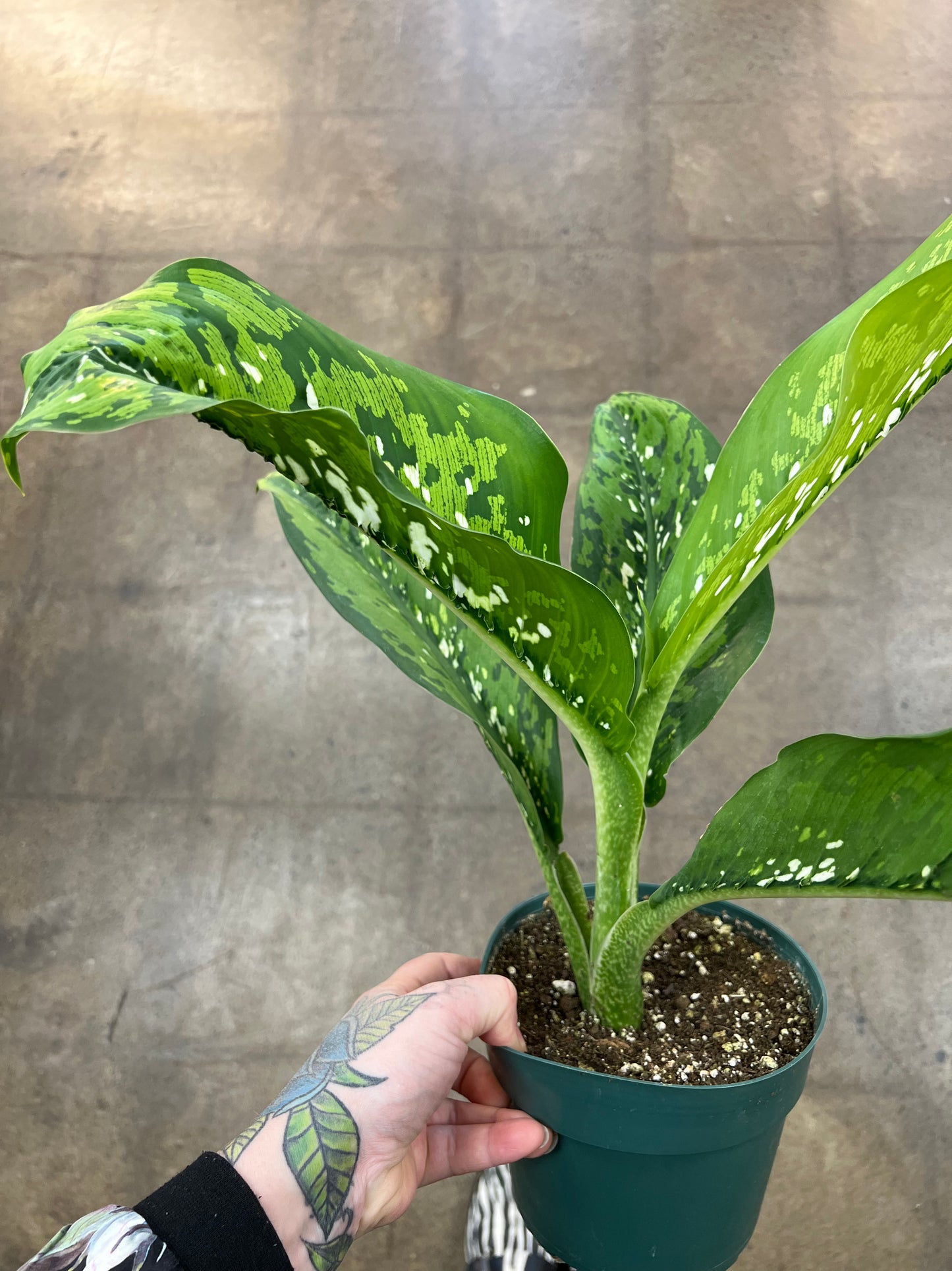 Diffenbachia Crocodile