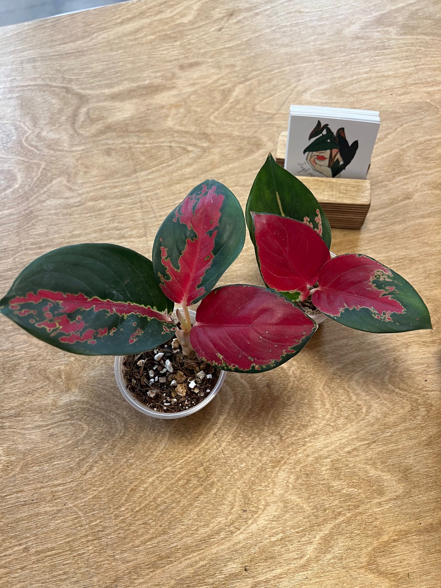 Aglaonema Suksom Jaipong