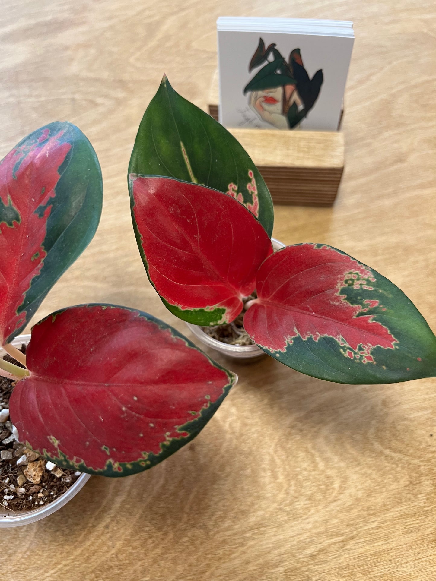 Aglaonema Suksom Jaipong