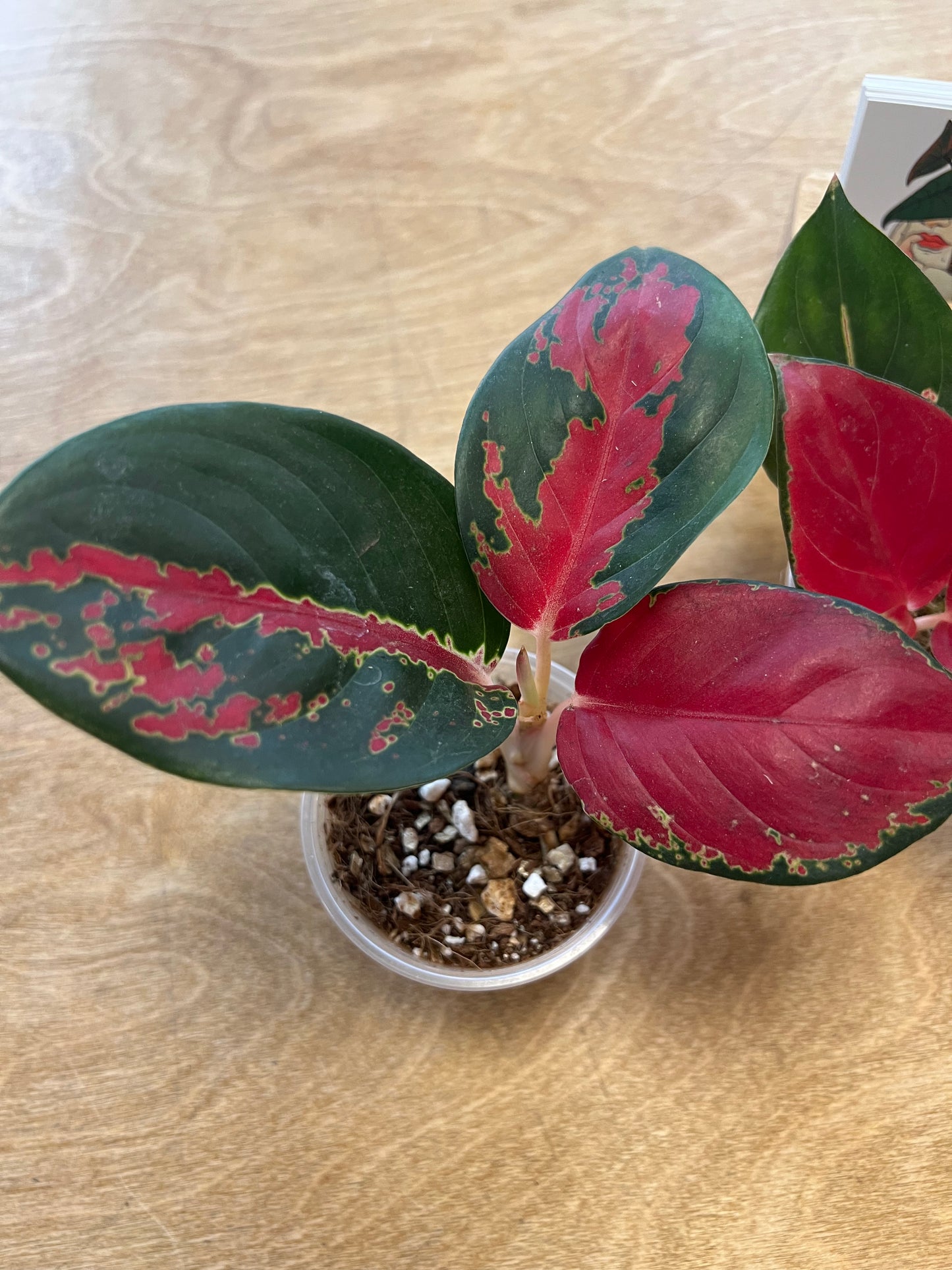 Aglaonema Suksom Jaipong