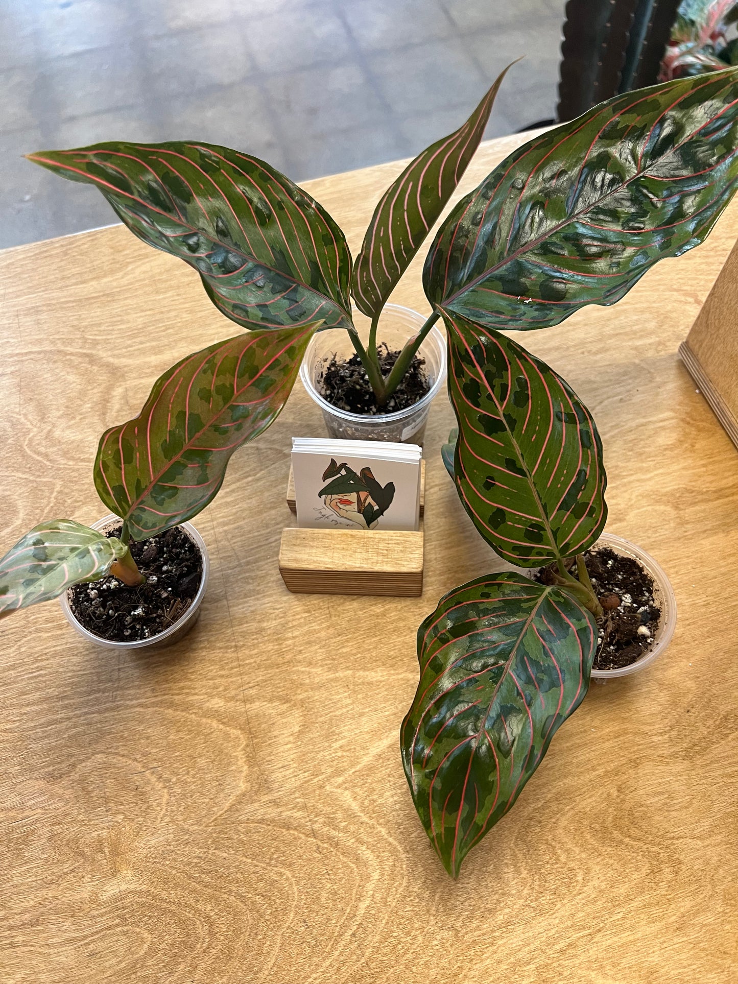 Aglaonema Red Army