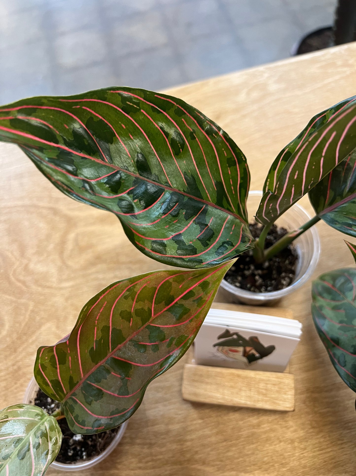 Aglaonema Red Army