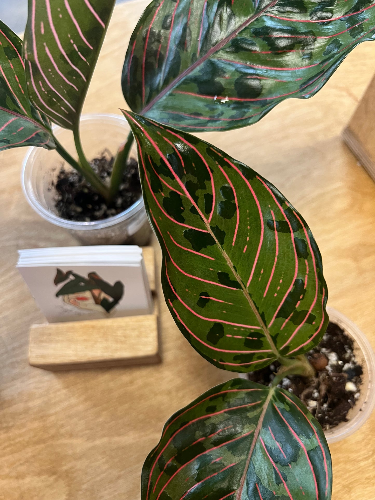 Aglaonema Red Army
