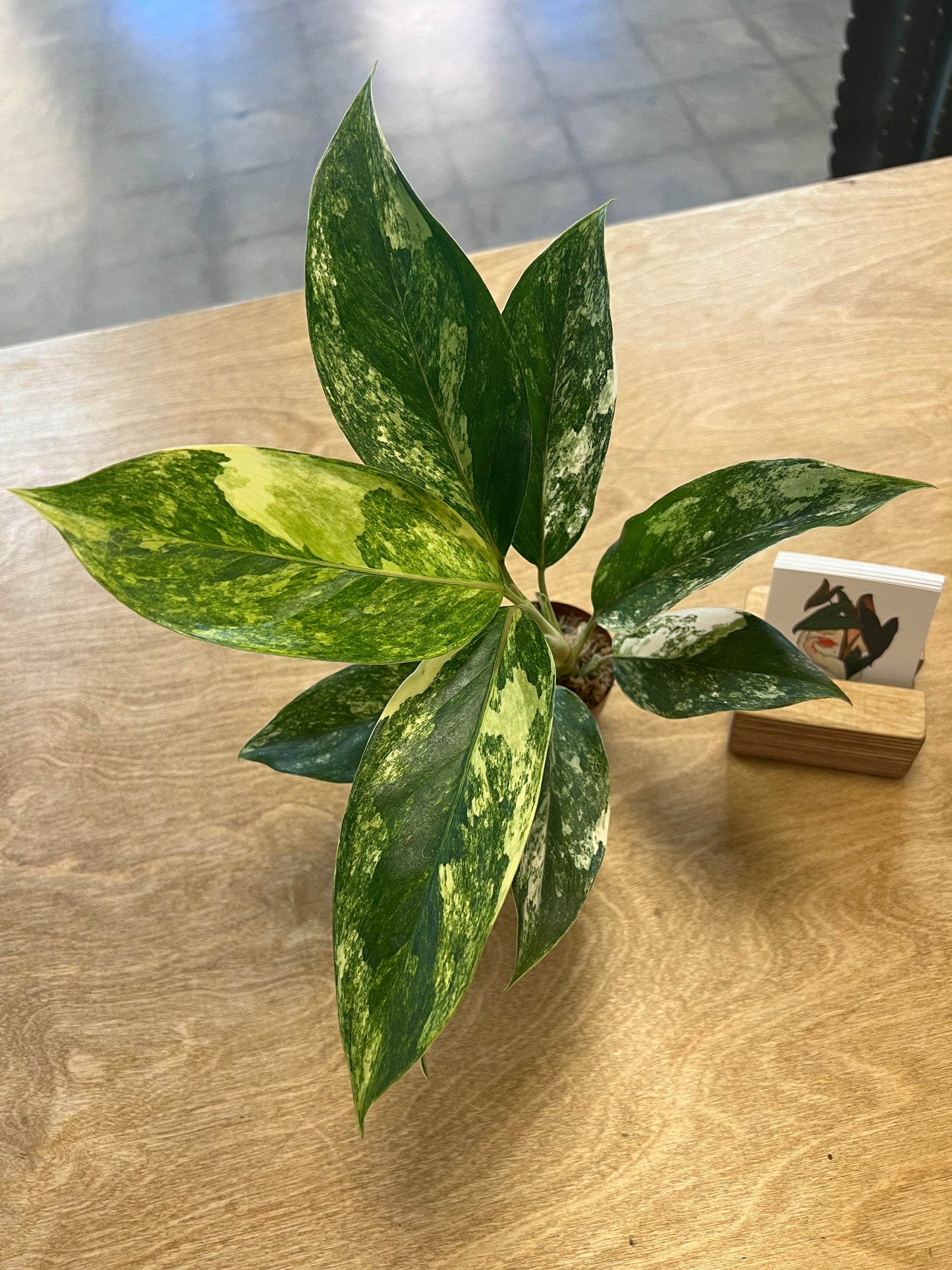 Aglaonema Siam Jade Varigated