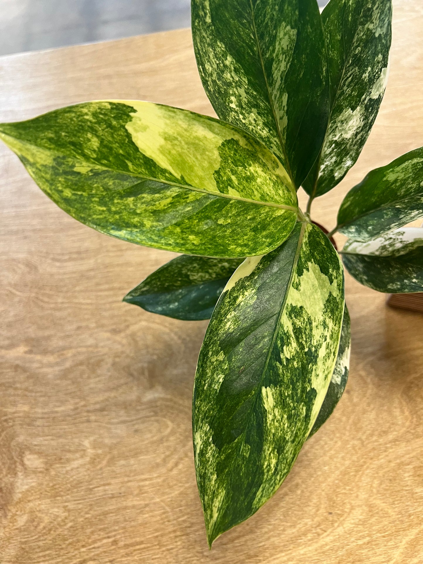 Aglaonema Siam Jade Varigated